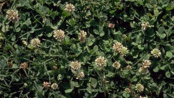 white clover plants