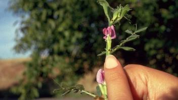 close-up of common vetch plant
