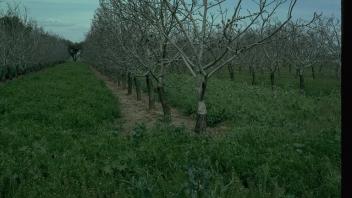 cover crop in walnut orchard