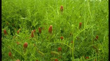 hairy vetch and crimson clover