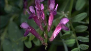 flowering vetch plant