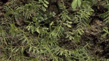 close-up of vetches