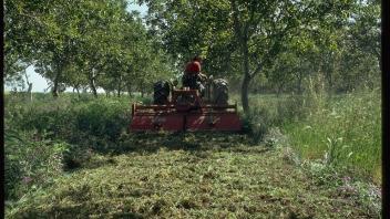plowing down vetch cover crop
