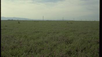 field of cover crops