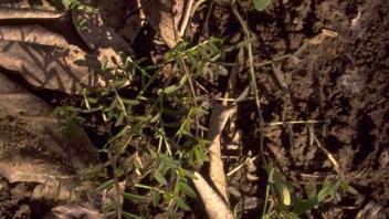 vetch growing in leaf litter