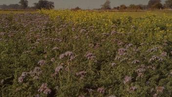 field of phacelia and mustards