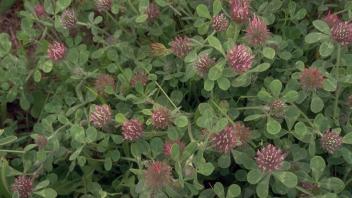 flowering rose clover plants