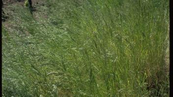 field of grass