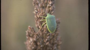 stinkbug on a sorghum plant