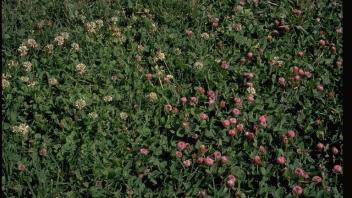 Mix of strawberry and white clover