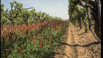 crimson clover in a vineyard
