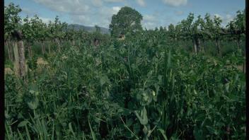 mix of cover crops