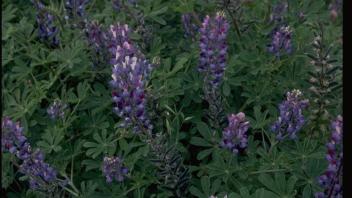 flowering lupins