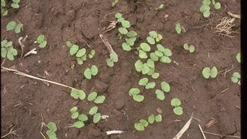 buckwheat seedlings