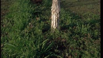 cover crops around base of tree