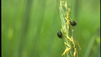 insects on cereal rye plant