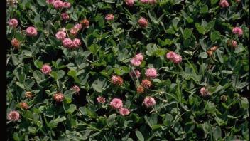 numerous strawberry clover plants