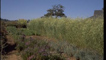 row of sweetclover on a farm