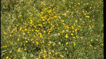 white clover and birdsfoot trefoil