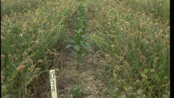 crimson clover growing with peppers