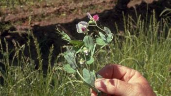 hand holding a field pea plant