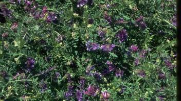hairy vetch plants