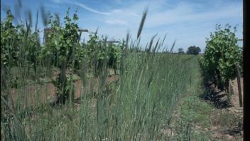 cereal rye in vineyard