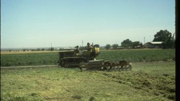 sudangrass in a field