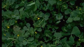 Close-up of field of subterranean clover