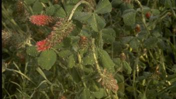 close-up of crimson clover plant