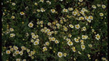 small flowering plants