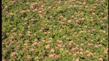 field of rose clover