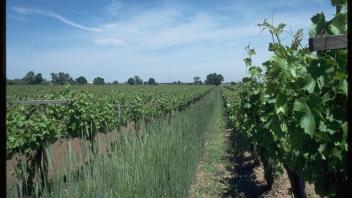 cereal rye in vineyard