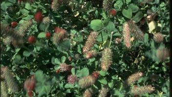 field of crimson clover