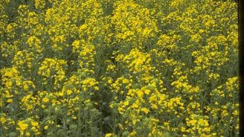 field of mustard plants