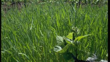 field of oat