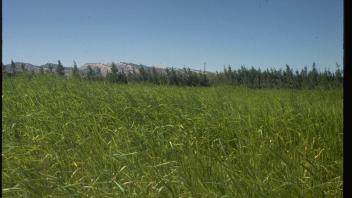 field of sudangrass