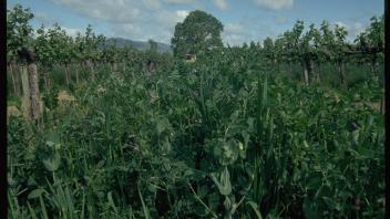 field of cover crops