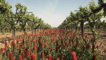 crimson clover growing in a vineyard