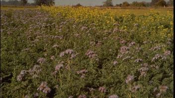 field of cover crops