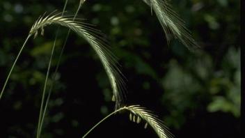close-up of cereal rye plant