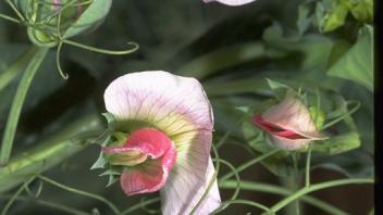 flowering field pea plants