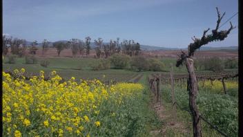 mustard plants in vineyard