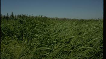 field of sudangrass