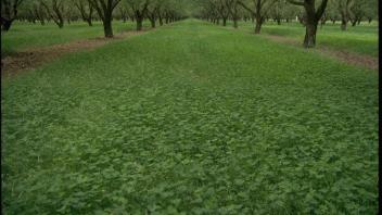 Field of mixed cover crops in an orchard