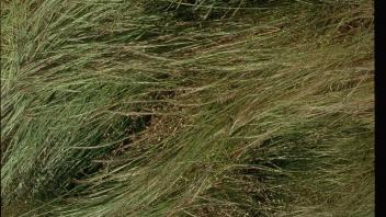 Annual fescue