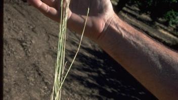 Annual fescue