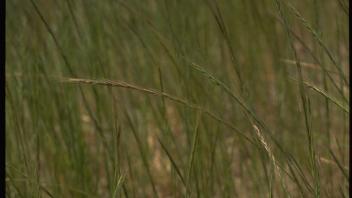 Annual fescue