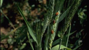 ladybugs on barley