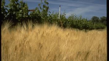 field of barley